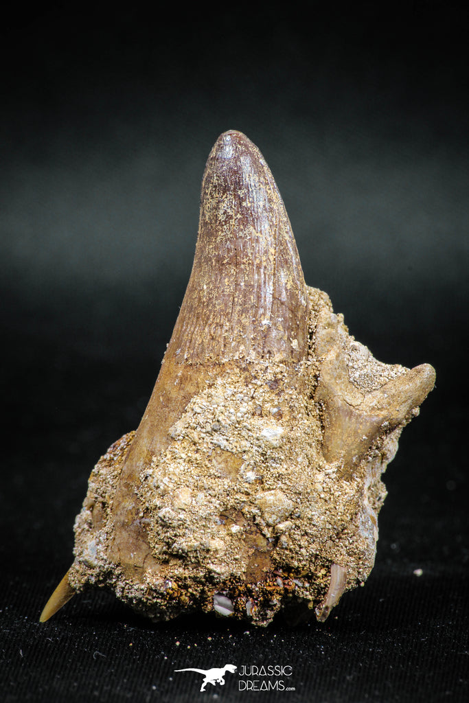 04933 - Rare Rooted 1.88'' Maroccosuchus zennaroi Associated with Odontaspidae Shark Teeth