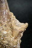 04933 - Rare Rooted 1.88'' Maroccosuchus zennaroi Associated with Odontaspidae Shark Teeth