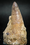 04933 - Rare Rooted 1.88'' Maroccosuchus zennaroi Associated with Odontaspidae Shark Teeth