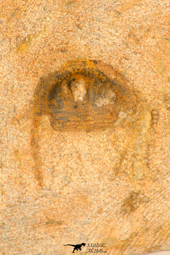 30703 - Beautiful 0.67 Inch Onnia sp Ordovician Trilobite