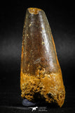 04934 - Top Huge Massive 2.57 Inch Spinosaurus Dinosaur Tooth Cretaceous