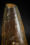 04934 - Top Huge Massive 2.57 Inch Spinosaurus Dinosaur Tooth Cretaceous