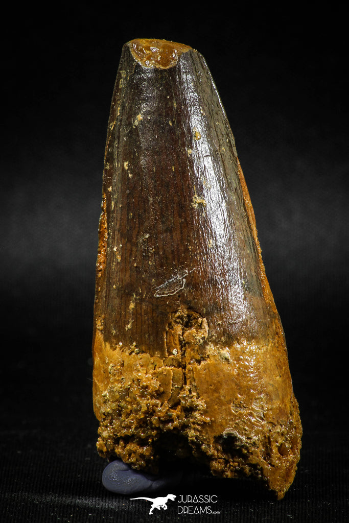 04934 - Top Huge Massive 2.57 Inch Spinosaurus Dinosaur Tooth Cretaceous