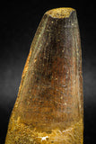 04934 - Top Huge Massive 2.57 Inch Spinosaurus Dinosaur Tooth Cretaceous