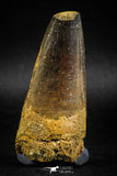 04934 - Top Huge Massive 2.57 Inch Spinosaurus Dinosaur Tooth Cretaceous