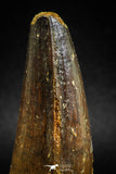 04934 - Top Huge Massive 2.57 Inch Spinosaurus Dinosaur Tooth Cretaceous