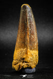 04934 - Top Huge Massive 2.57 Inch Spinosaurus Dinosaur Tooth Cretaceous
