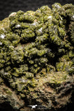 07917 - Slender Grass Green Epidote Crystals on Matrix Imilchil Mine Morocco