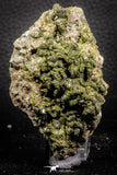 07917 - Slender Grass Green Epidote Crystals on Matrix Imilchil Mine Morocco