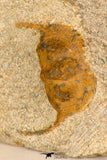 30704 - Nicely Preserved 0.63 Inch Onnia sp Ordovician Trilobite