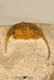 30704 - Nicely Preserved 0.63 Inch Onnia sp Ordovician Trilobite