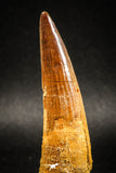 04936 - Huge Partially Rooted 2.94 Inch Spinosaurus Dinosaur Tooth Cretaceous