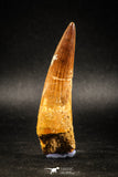 04936 - Huge Partially Rooted 2.94 Inch Spinosaurus Dinosaur Tooth Cretaceous