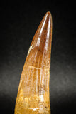 04936 - Huge Partially Rooted 2.94 Inch Spinosaurus Dinosaur Tooth Cretaceous