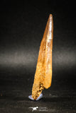 04936 - Huge Partially Rooted 2.94 Inch Spinosaurus Dinosaur Tooth Cretaceous