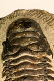 30708 - Top Beautiful 3.43 Inch Crotalocephalina (Crotalocephalus) gibbus Lower Devonian Trilobite
