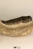 30708 - Top Beautiful 3.43 Inch Crotalocephalina (Crotalocephalus) gibbus Lower Devonian Trilobite