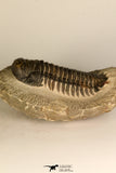 30708 - Top Beautiful 3.43 Inch Crotalocephalina (Crotalocephalus) gibbus Lower Devonian Trilobite