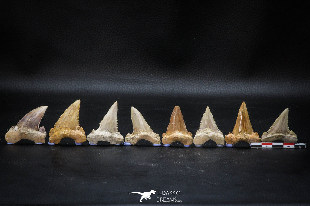 22424 - Collection of 8 Palaeocarcharodon orientalis (Pygmy white Shark) Teeth