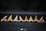 22424 - Collection of 8 Palaeocarcharodon orientalis (Pygmy white Shark) Teeth