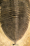 30709 - Beautiful 2.94 Inch  Zlichovaspis rugosa Lower Devonian Trilobite