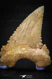 22424 - Collection of 8 Palaeocarcharodon orientalis (Pygmy white Shark) Teeth