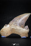 22424 - Collection of 8 Palaeocarcharodon orientalis (Pygmy white Shark) Teeth