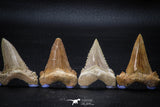 22424 - Collection of 8 Palaeocarcharodon orientalis (Pygmy white Shark) Teeth