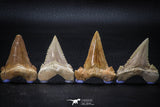 22424 - Collection of 8 Palaeocarcharodon orientalis (Pygmy white Shark) Teeth
