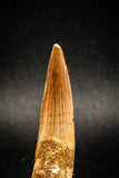 04941 - Great 2.27 Inch Spinosaurus Dinosaur Tooth Cretaceous KemKem Beds