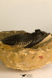 30709 - Beautiful 2.94 Inch  Zlichovaspis rugosa Lower Devonian Trilobite