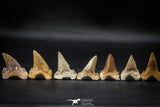 22424 - Collection of 8 Palaeocarcharodon orientalis (Pygmy white Shark) Teeth