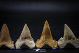 22424 - Collection of 8 Palaeocarcharodon orientalis (Pygmy white Shark) Teeth