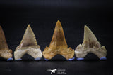22424 - Collection of 8 Palaeocarcharodon orientalis (Pygmy white Shark) Teeth