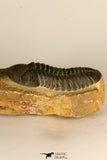 30710 - Top Beautiful 3.22 Inch Reedops sp Lower Devonian Trilobite