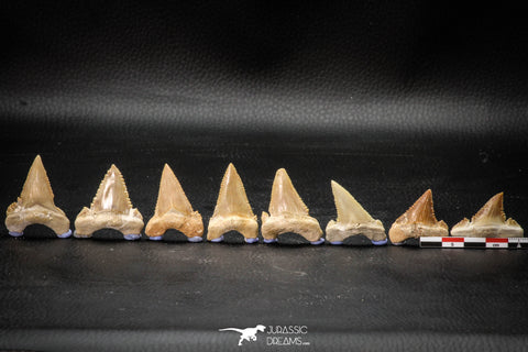 22425 - Collection of 8 Palaeocarcharodon orientalis (Pygmy white Shark) Teeth