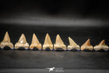 22425 - Collection of 8 Palaeocarcharodon orientalis (Pygmy white Shark) Teeth