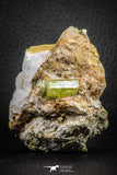 07618 -  Lustrous Yellow Green Apatite Crystal on Calcite Matrix - Imilchil (Morocco)