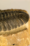 30710 - Top Beautiful 3.22 Inch Reedops sp Lower Devonian Trilobite