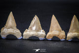 22425 - Collection of 8 Palaeocarcharodon orientalis (Pygmy white Shark) Teeth