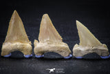 22425 - Collection of 8 Palaeocarcharodon orientalis (Pygmy white Shark) Teeth