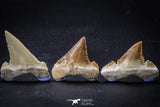 22425 - Collection of 8 Palaeocarcharodon orientalis (Pygmy white Shark) Teeth