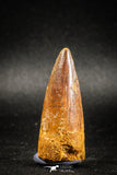 04943 - Nice Unbroken 1.84 Inch Spinosaurus Dinosaur Tooth Cretaceous