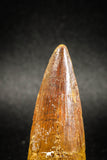04943 - Nice Unbroken 1.84 Inch Spinosaurus Dinosaur Tooth Cretaceous