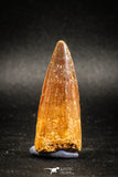 04943 - Nice Unbroken 1.84 Inch Spinosaurus Dinosaur Tooth Cretaceous