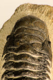 30711 - Well Preserved 3.37 Inch Crotalocephalina (Crotalocephalus) gibbus Lower Devonian Trilobite