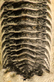 30711 - Well Preserved 3.37 Inch Crotalocephalina (Crotalocephalus) gibbus Lower Devonian Trilobite
