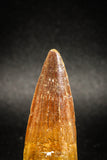 04943 - Nice Unbroken 1.84 Inch Spinosaurus Dinosaur Tooth Cretaceous