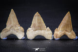 22425 - Collection of 8 Palaeocarcharodon orientalis (Pygmy white Shark) Teeth