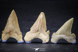 22425 - Collection of 8 Palaeocarcharodon orientalis (Pygmy white Shark) Teeth